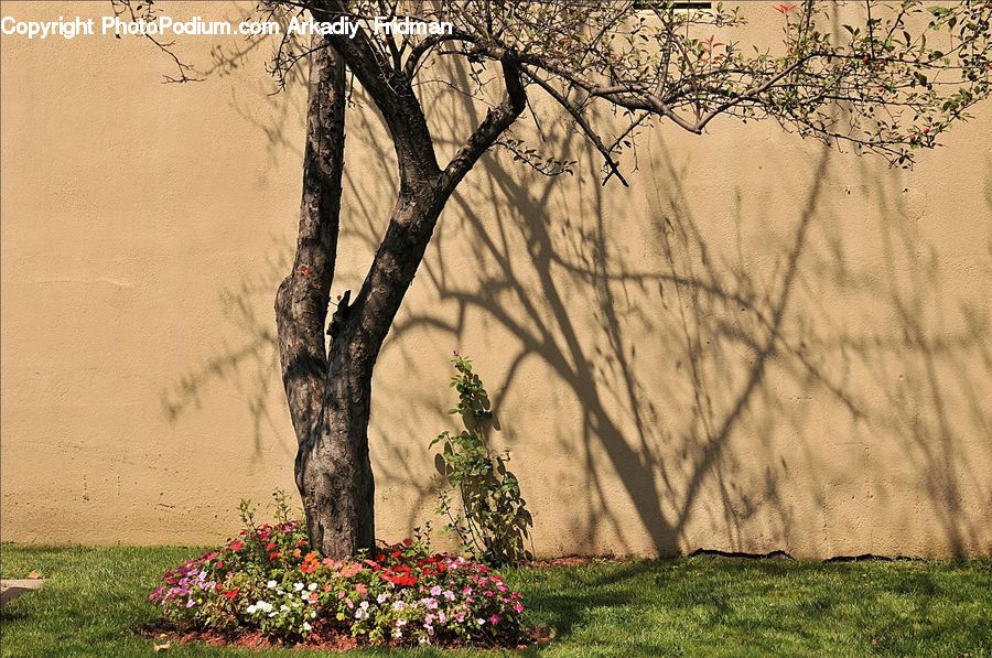 Ivy, Plant, Vine, Tree, Bush, Vegetation, Garden
