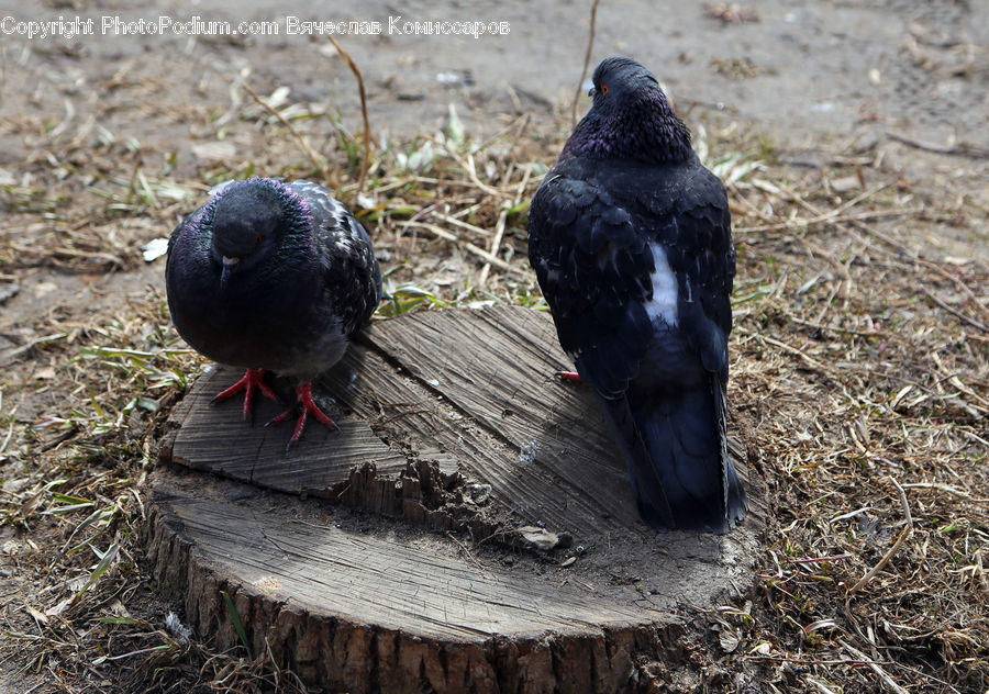 Bird, Pigeon, Dove, Blackbird, Crow, Eagle