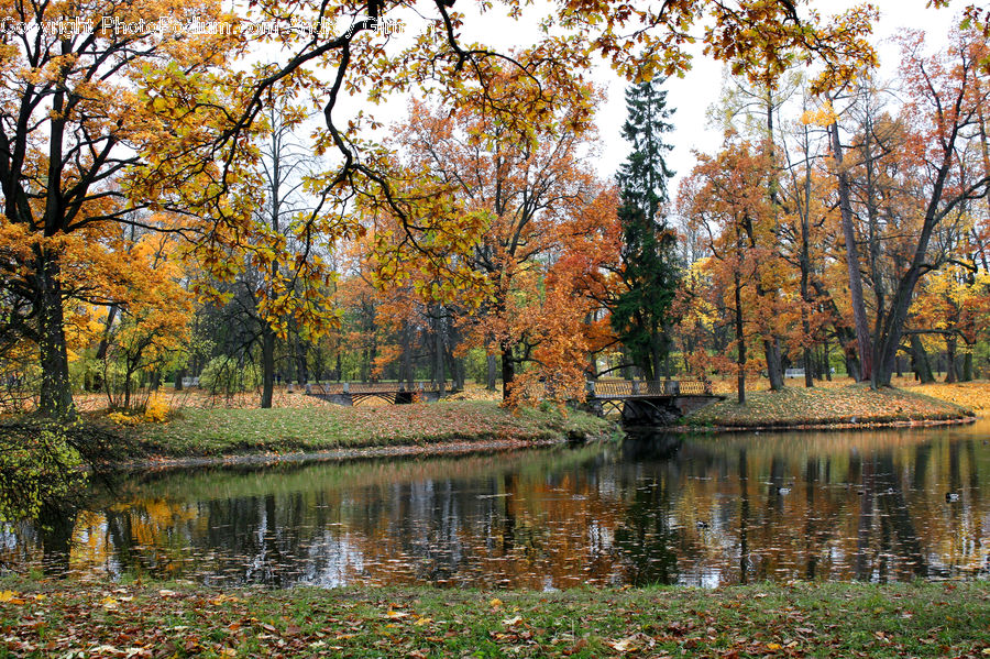 Outdoors, Pond, Water, Forest, Vegetation, Blossom, Flora