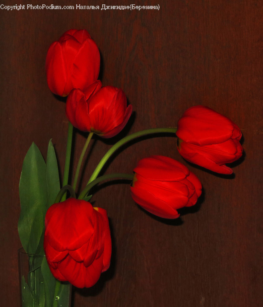 Plant, Potted Plant, Blossom, Flora, Flower, Geranium, Tulip
