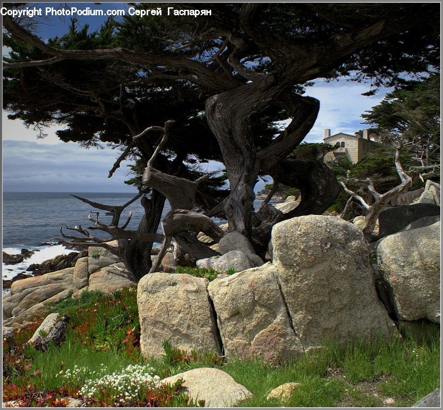 Bonsai, Plant, Potted Plant, Tree, Tomb, Tombstone, Art