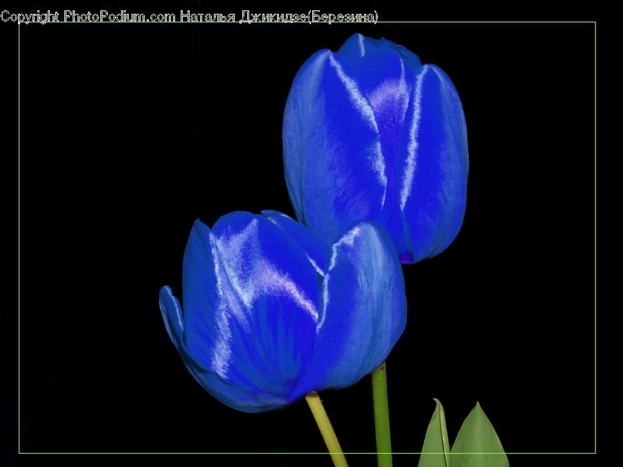 Blossom, Crocus, Flora, Flower, Plant