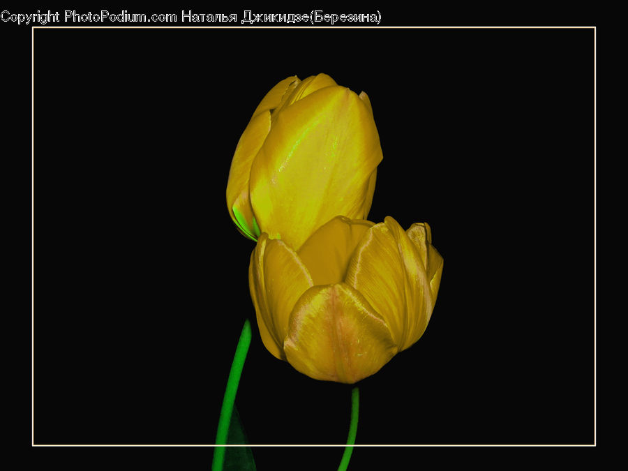 Blossom, Flora, Flower, Plant, Tulip, Crocus