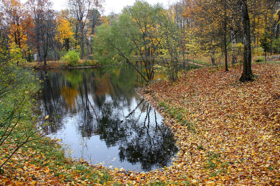 Outdoors, Pond, Water, Creek, River, Conifer, Fir