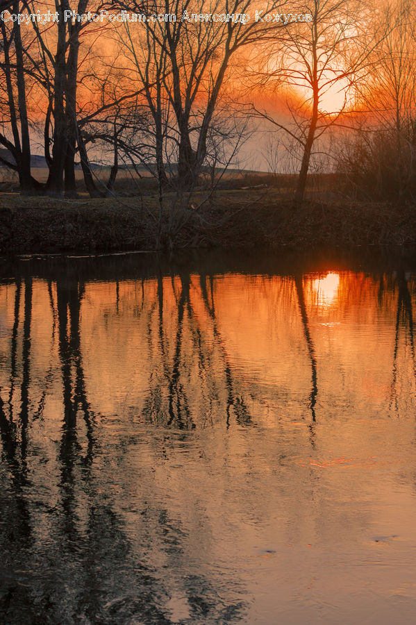 Flood, Plant, Tree, Forest, Vegetation, Grove, Land