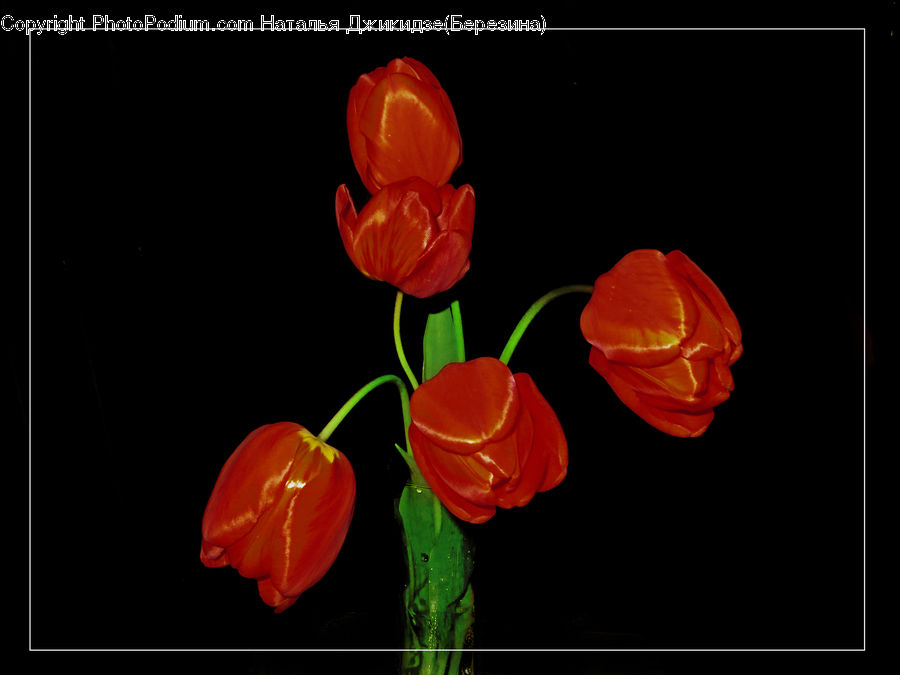 Blossom, Flora, Flower, Plant, Tulip, Geranium, Petal