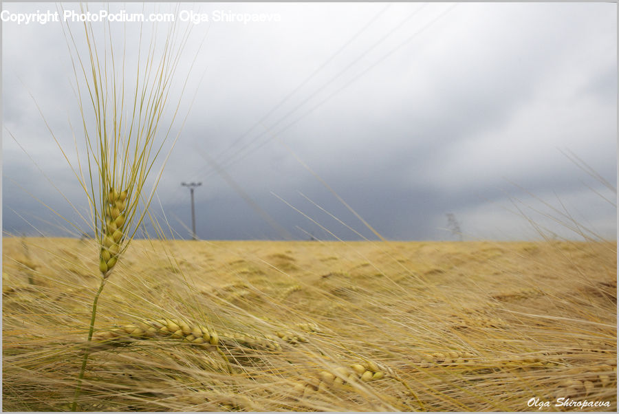 Grain, Wheat, Grass, Plant, Field, Grassland