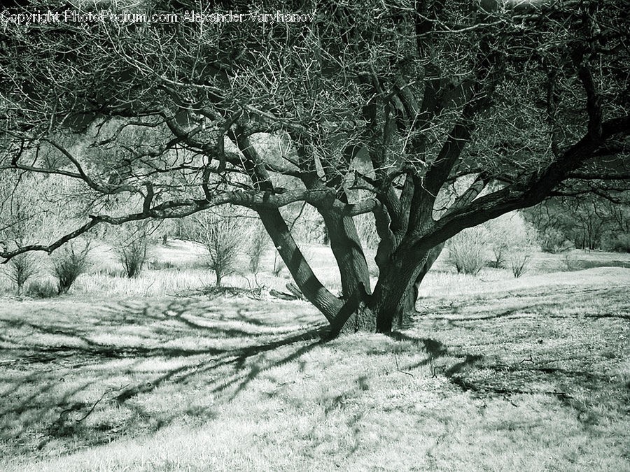 Oak, Tree, Wood, Plant, Countryside, Outdoors, Forest
