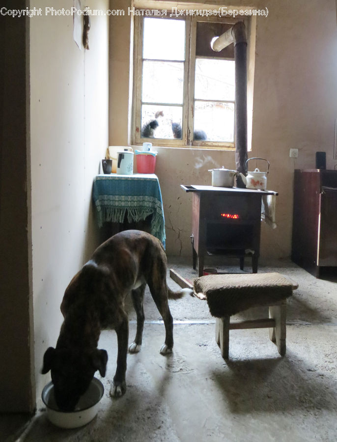 Chair, Furniture, Animal, Beagle, Canine, Dog, Hound