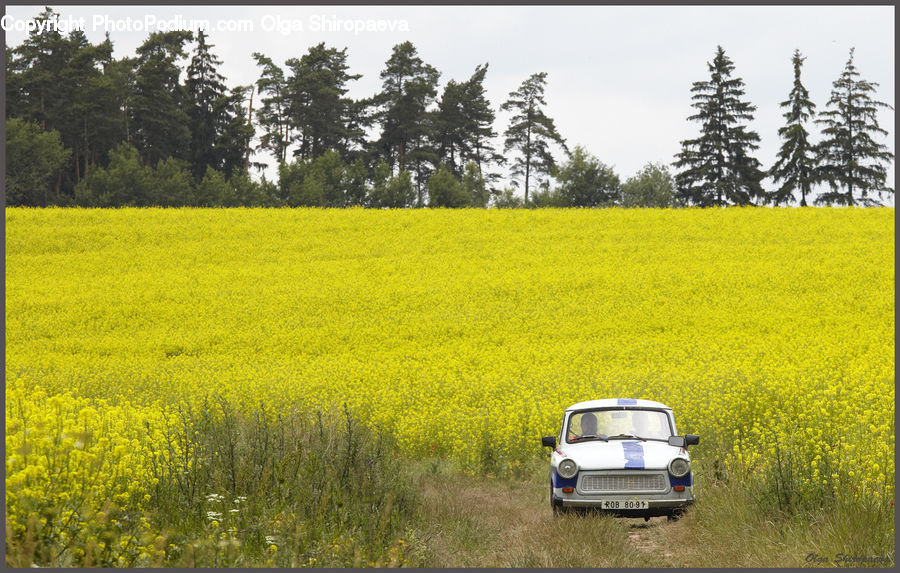 Dirt Road, Gravel, Road, Conifer, Fir, Pine, Spruce