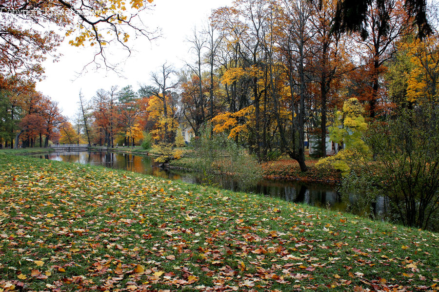 Outdoors, Pond, Water, Plant, Tree, Park, Forest