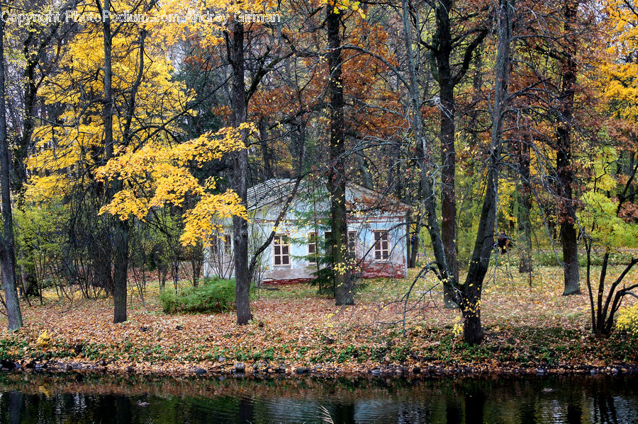 Outdoors, Pond, Water, Land, Marsh, Swamp, Ivy