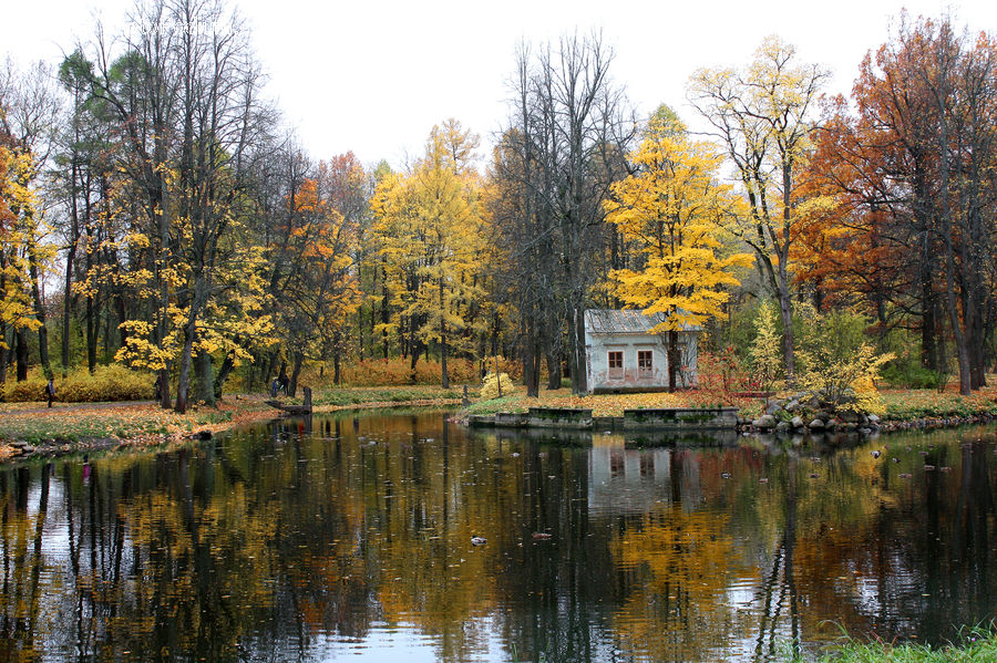 Outdoors, Pond, Water, Plant, Tree, Conifer, Fir