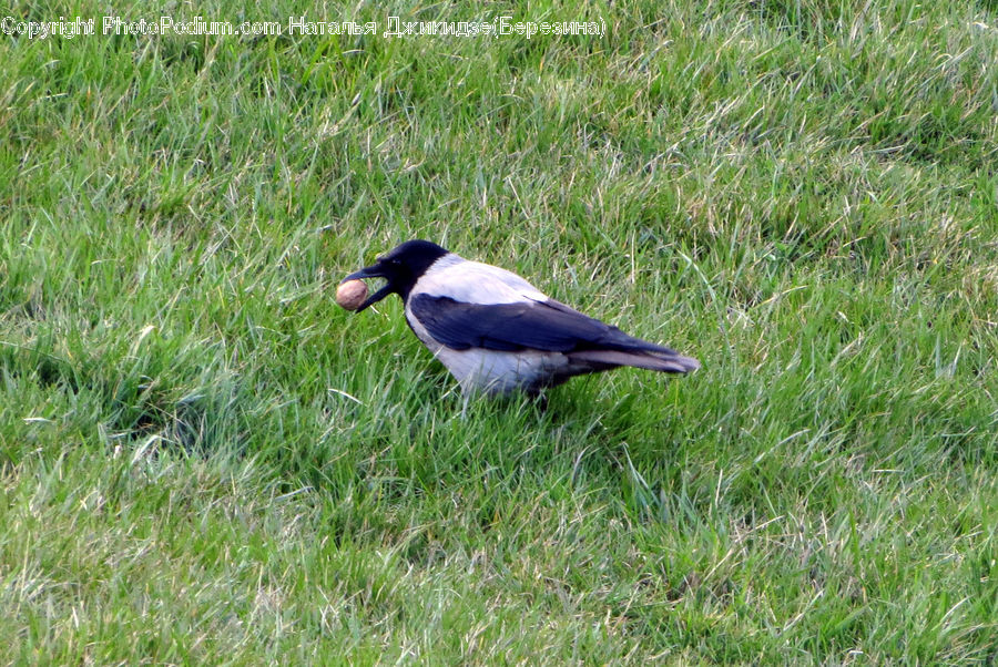 Bird, Magpie, Blackbird, Crow, Swallow