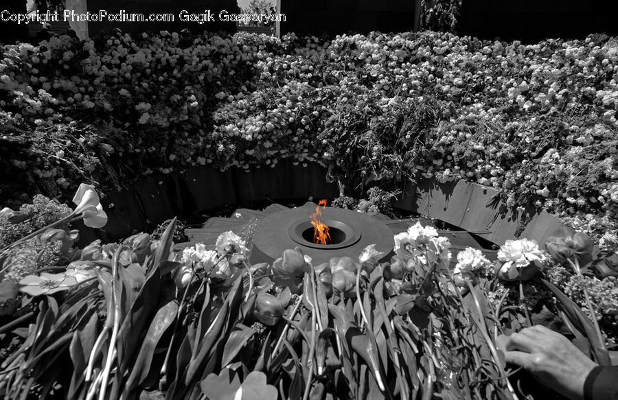 Blossom, Flora, Flower, Plant, Tulip, Lily, Produce