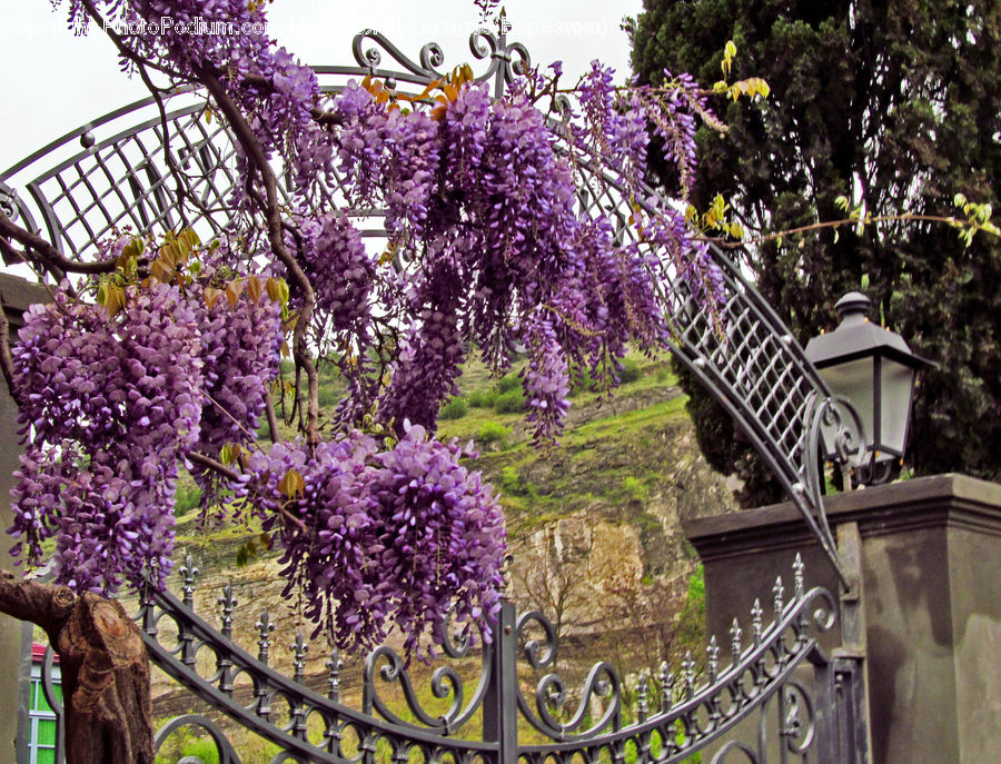 Blossom, Flora, Flower, Plant, Lilac, Cherry Blossom, Arbour