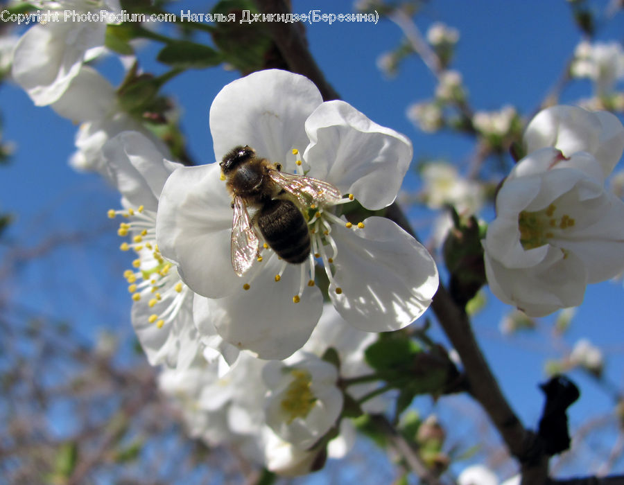 Bee, Bumblebee, Honey Bee, Insect, Invertebrate, Flora, Pollen