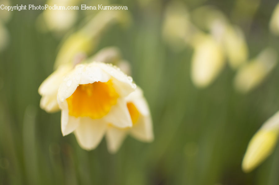 Blossom, Daffodil, Flora, Flower, Plant, Crocus