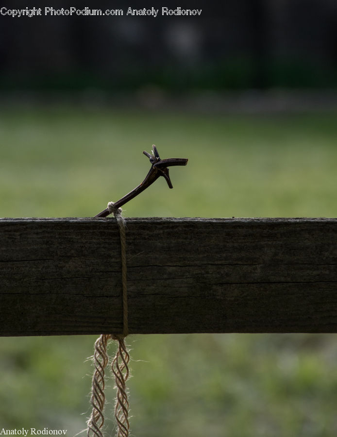 Bee Eater, Bird, Weapon