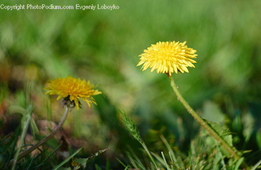 Dandelion, Flower, Plant, Blossom, Flora, Field, Grass