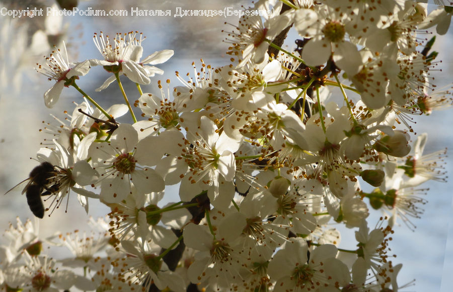 Blossom, Flora, Flower, Plant, Cherry Blossom