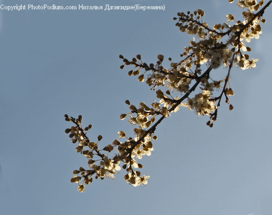Blossom, Cherry Blossom, Flower, Flora, Plant