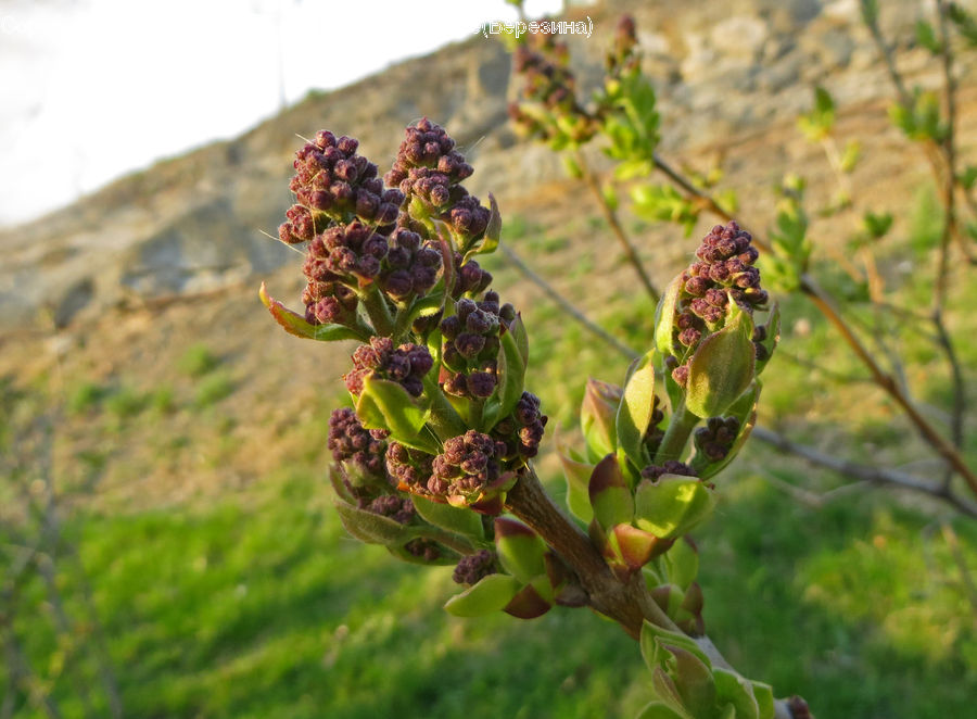 Bud, Plant, Conifer, Fir, Tree, Blossom, Flora