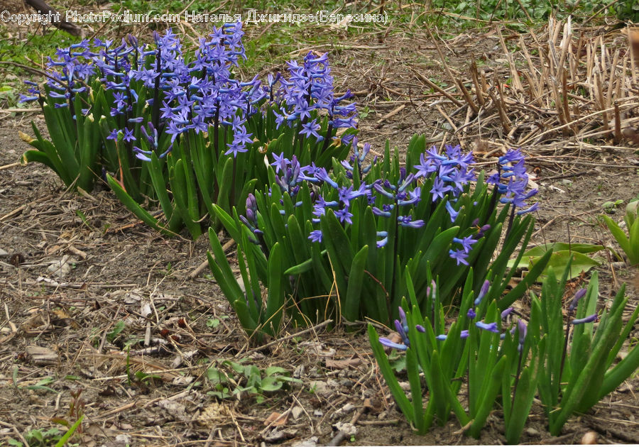 Flora, Flower, Iris, Plant, Blossom, Crocus, Daffodil
