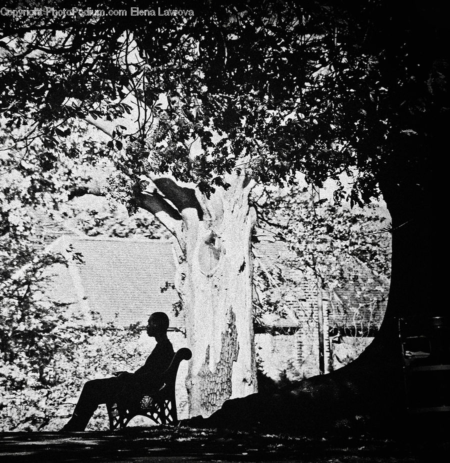 People, Person, Human, Silhouette, Asphalt, Tarmac, Plant