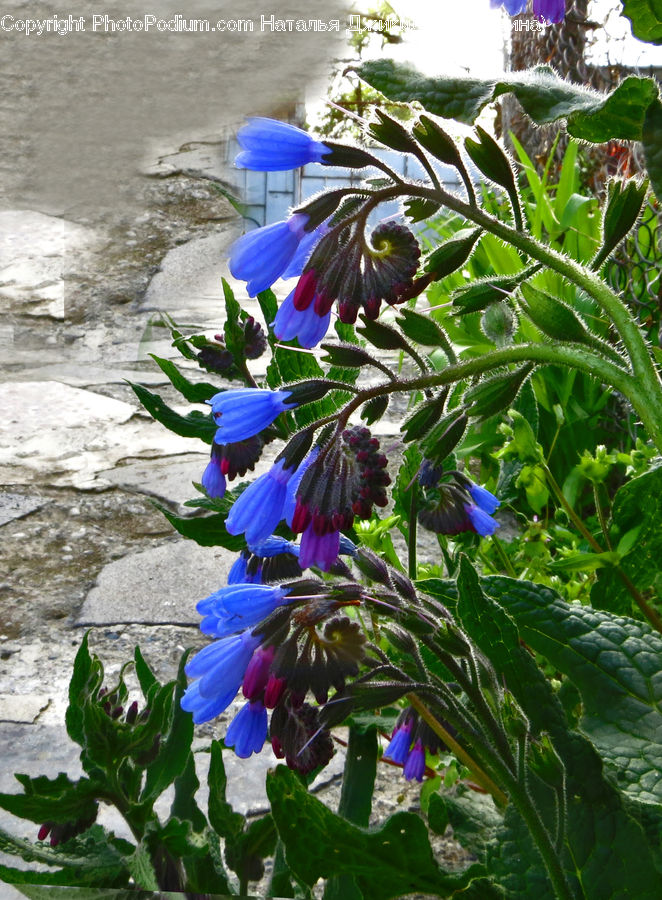 Acanthaceae, Annonaceae, Blossom, Flora, Plant, Flower, Herbal