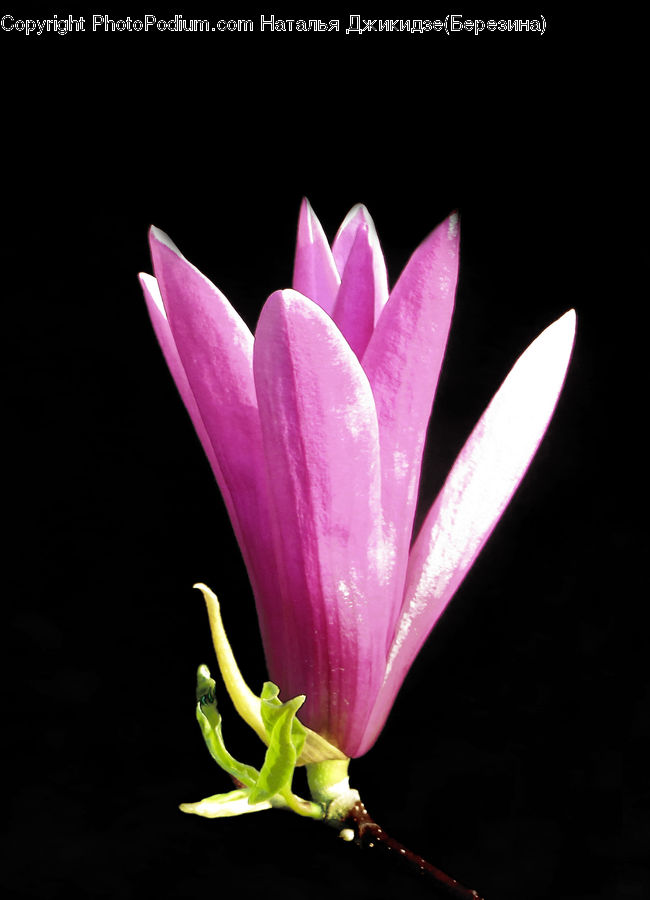 Blossom, Flora, Flower, Plant, Petal, Crocus, Lily
