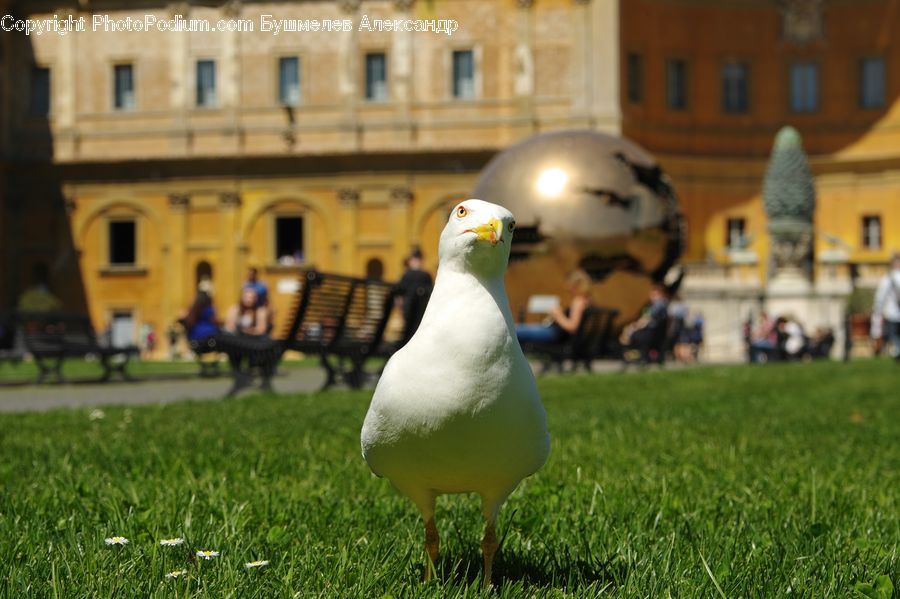 Bird, Seagull, Bench, Beak, Goose, Waterfowl, Duck