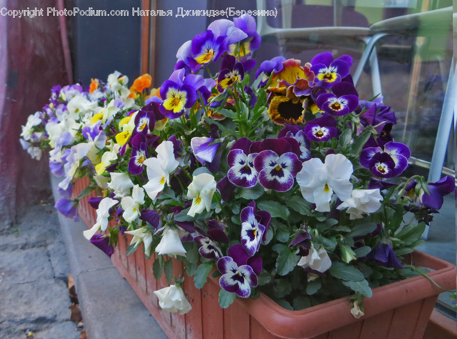 Blossom, Flora, Flower, Plant, Violet, Geranium, Flower Arrangement