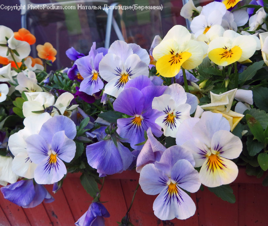 People, Person, Human, Plant, Potted Plant, Blossom, Flora