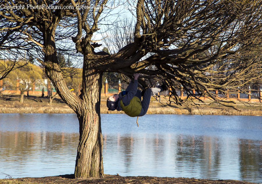 Bird, Cormorant, Waterfowl, Oak, Tree, Wood, Plant