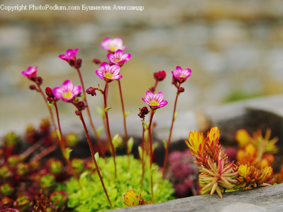 Plant, Weed, Cosmos, Blossom, Flora, Flower, Geranium