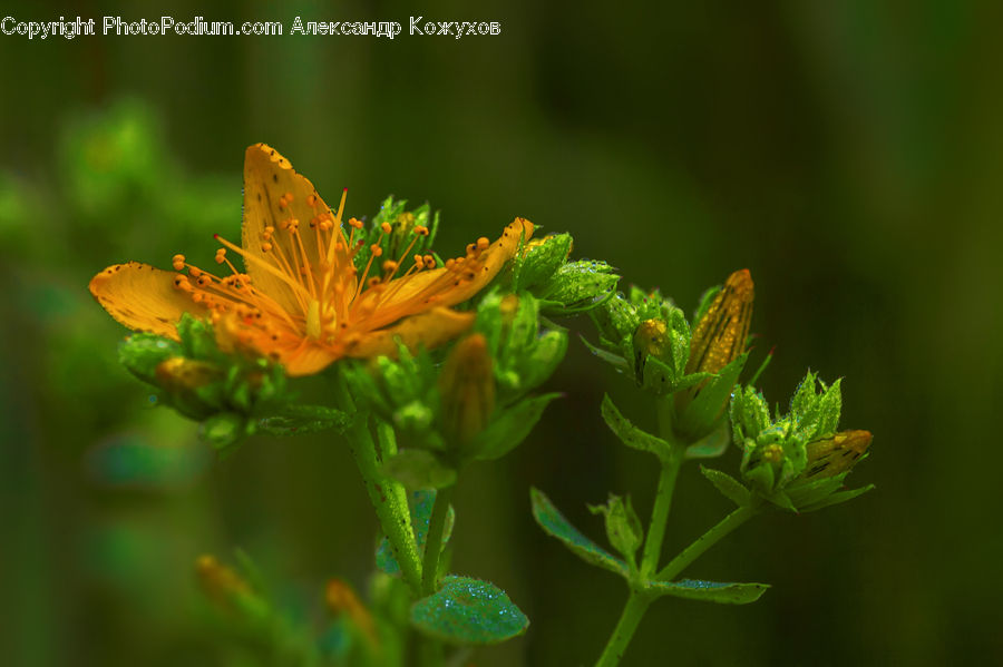 Dill, Plant, Cricket Insect, Grasshopper, Insect, Invertebrate, Blossom