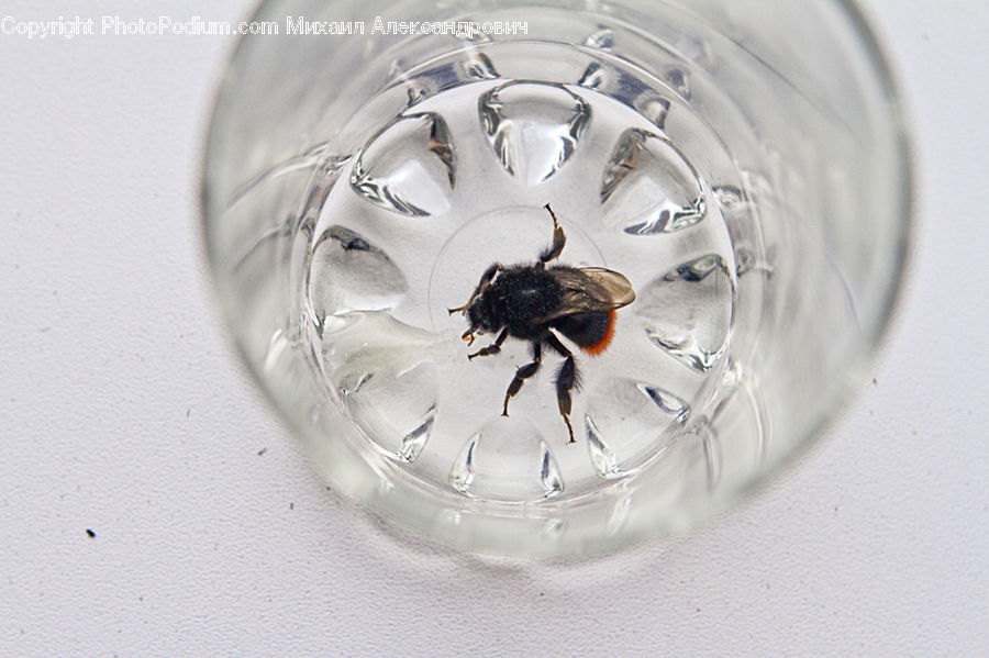 Apidae, Bee, Bumblebee, Insect, Honey Bee, Invertebrate, Andrena