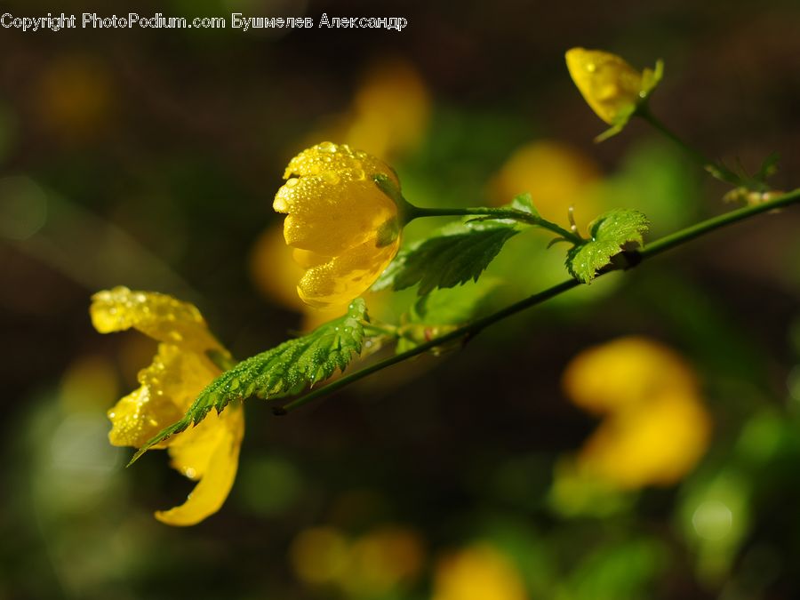 Flower, Mimosa, Plant, Dill, Blossom, Flora, Geranium