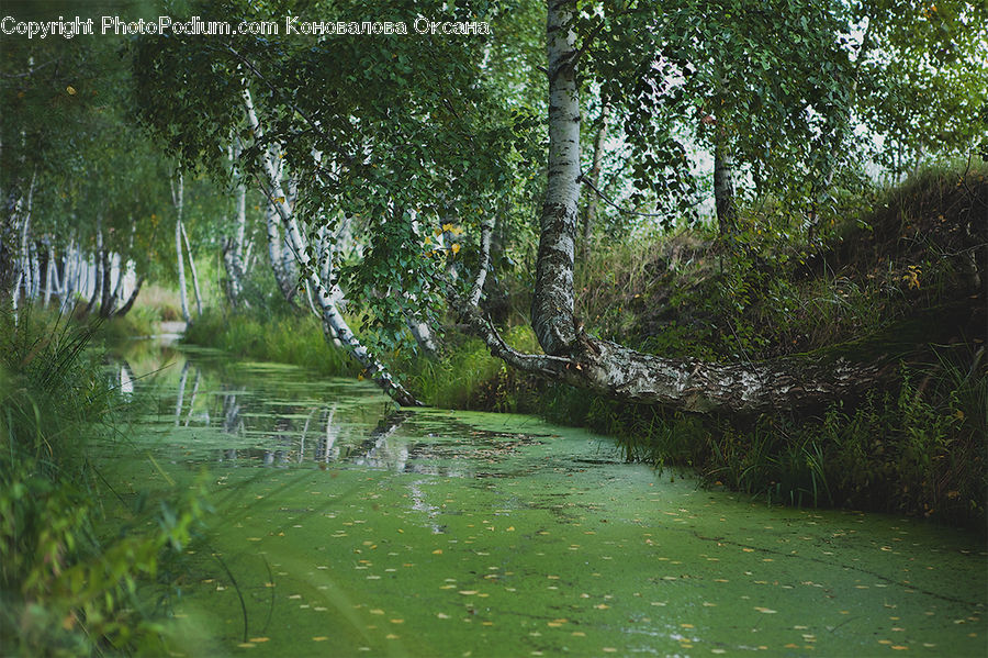 Outdoors, Pond, Water, Forest, Jungle, Rainforest, Vegetation