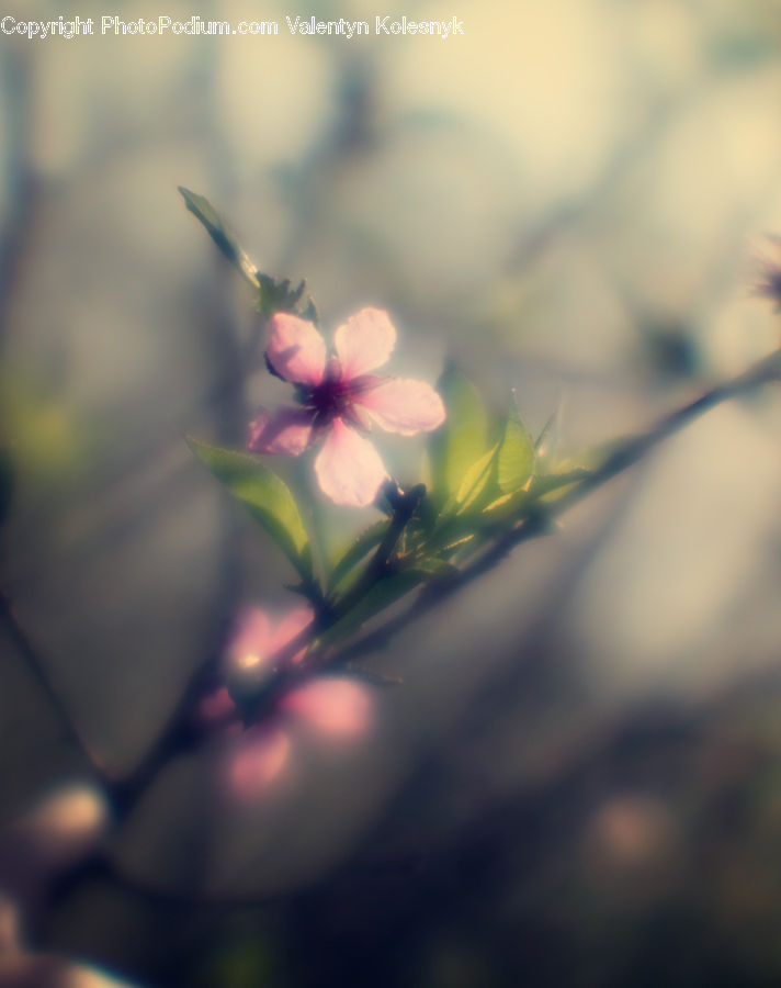 Blossom, Flora, Flower, Plant, Geranium, Cherry Blossom, Petal