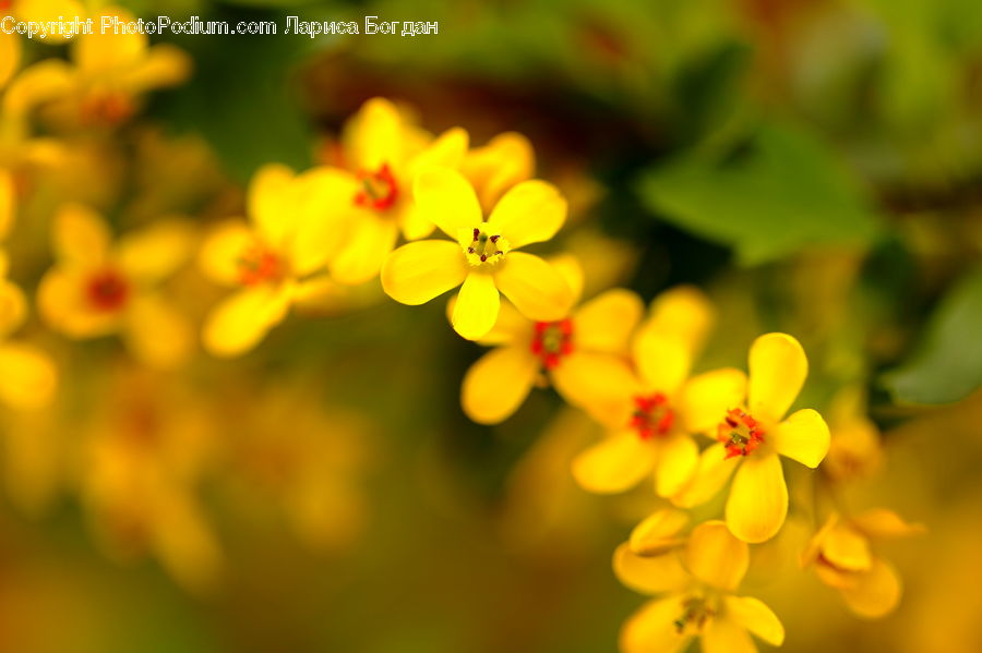 Blossom, Flora, Flower, Plant, Pollen, Petal, Lilac