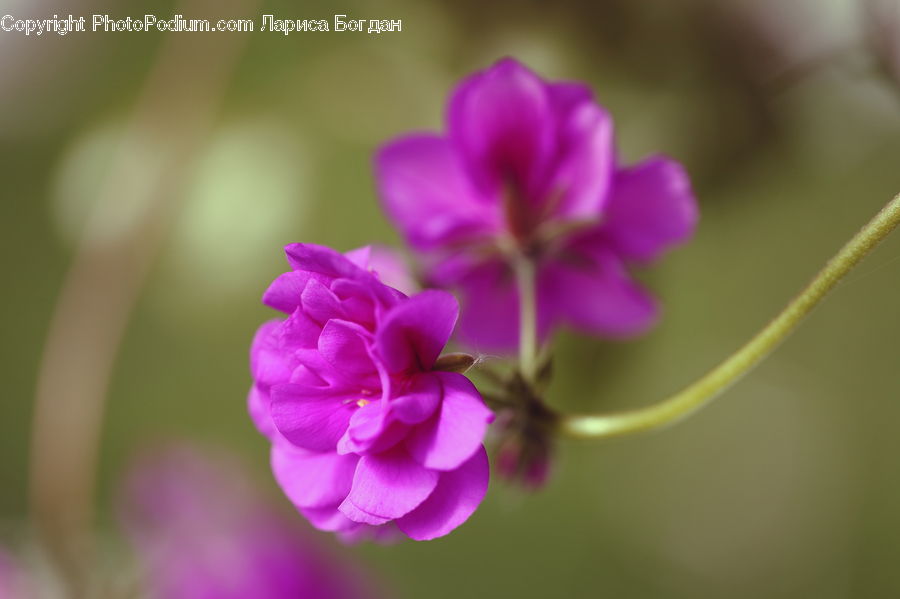 Blossom, Flora, Flower, Geranium, Plant, Crocus, Lilac