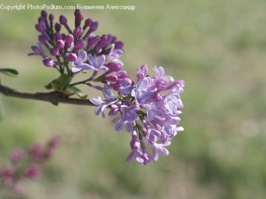 Blossom, Flora, Flower, Plant, Lilac, Geranium, Allium