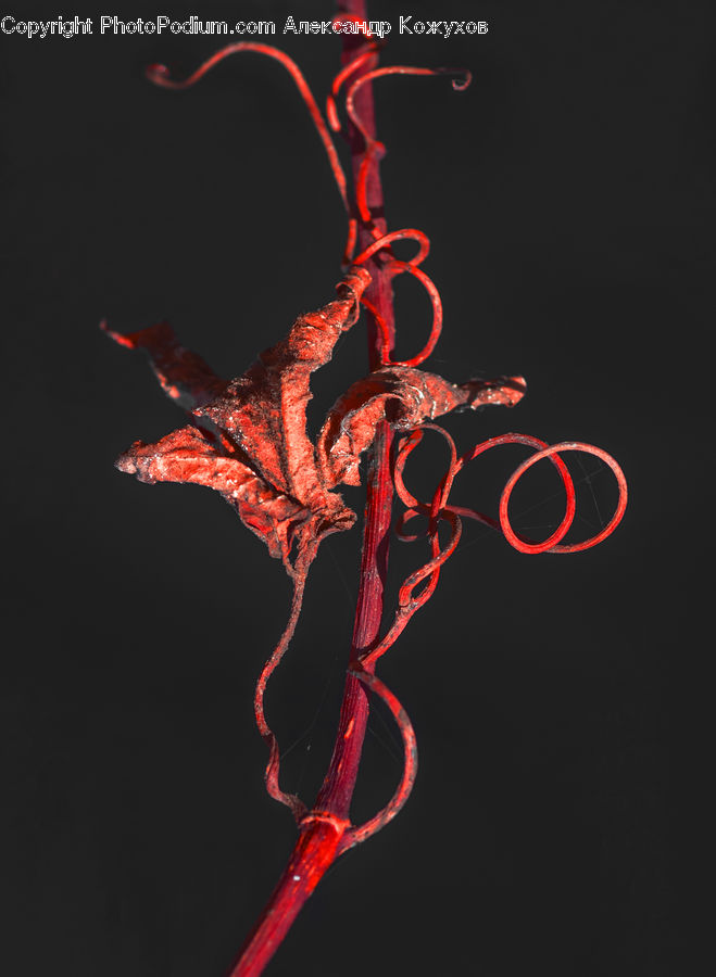 Fire, Flame, Blossom, Flora, Flower, Geranium, Plant