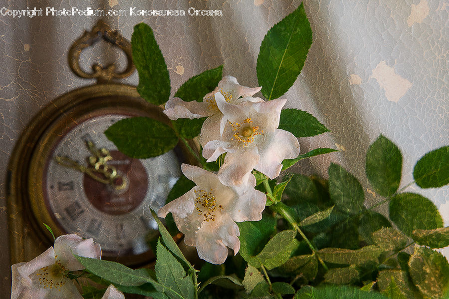 Floral Design, Flower, Flower Arrangement, Flower Bouquet, Ikebana, Blossom, Flora