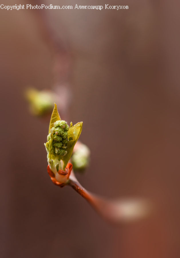 Bud, Plant, Blossom, Flora, Flower, Moss