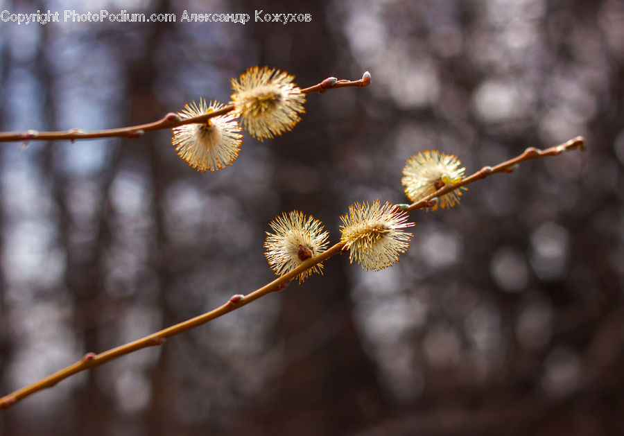 Conifer, Fir, Plant, Tree, Blossom, Flora, Flower