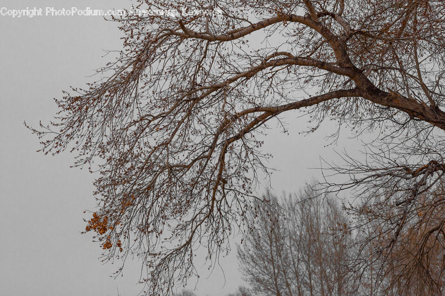 Plant, Tree, Willow, Landscape, Nature, Scenery, Oak