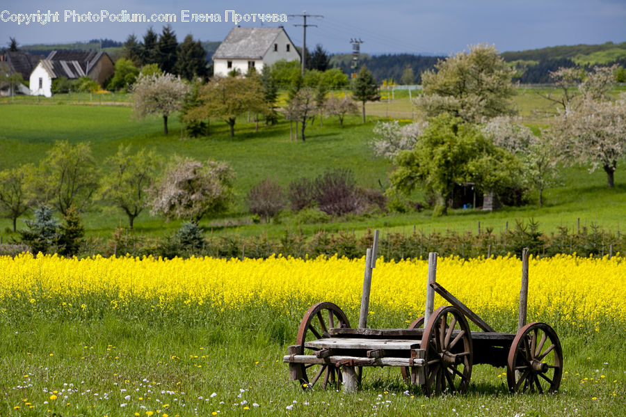 Car, Wagon, Countryside, Field, Rural, Building, Cottage
